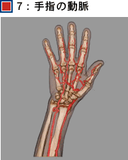7：手指の動脈
