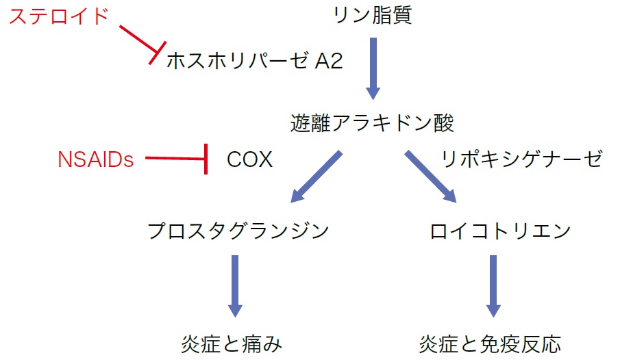 第1回_図1_ステロイドの抗炎症作用.jpg