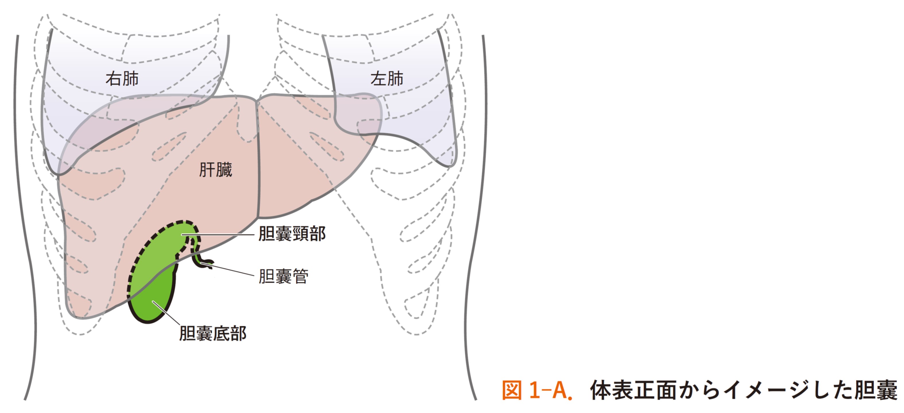 図1-A.jpg