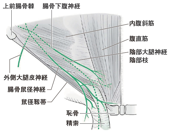 鼠径部筋膜解剖の理解からみた鼠径ヘルニア手術の完成 21年 記事一覧 医学界新聞 医学書院