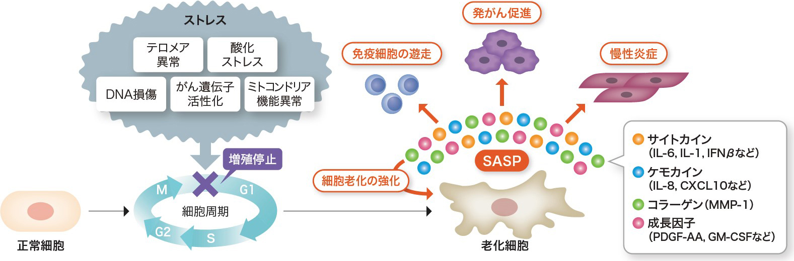 老化の原因メカニズム – 老化現象の4つの基準は – 老化原因のメカニズム – EKCVYK