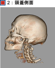 2：頭蓋側面