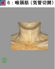 6：喉頭筋（気管切開）