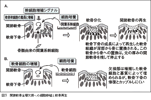 医学書院 週刊医学界新聞 連載 再生医学 医療のフロントライン 7 開祐司 第２４９３号 02年7月8日