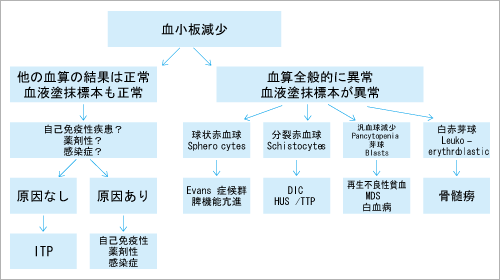 鑑別 血小板 減少 血小板減少症の原因と分類とは