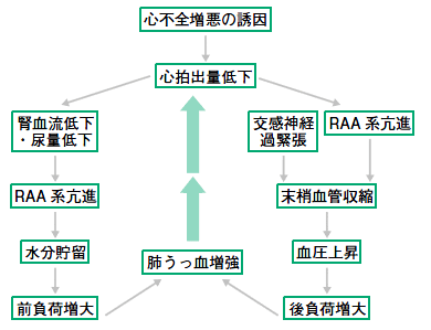 うっ血性心不全 症状 看護実習に役立つ 心不全症状と心不全患者のアセスメント例文