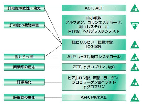 Alp は 機能 肝 と