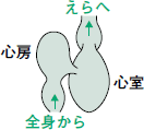 なぜ 不整脈は起こるのか 香坂俊 12年 記事一覧 医学界新聞 医学書院