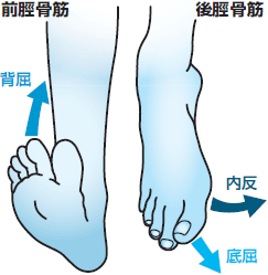 麻痺 総 腓骨 神経 腓骨神経麻痺の原因と対策方法とは