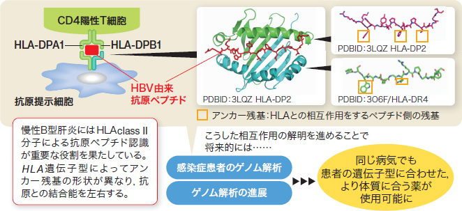 884円 評判 ゲノム情報はこう活かせ ―比較ゲノム学を遺伝子 タンパク質の機能解析や疾患遺 884円 評判 ゲノム情報はこう活かせ ―比較ゲノム学を遺伝子 タンパク質の機能解析や疾患遺