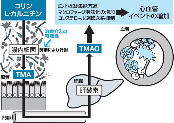 腸内細菌叢と循環器疾患の関連 山下智也 2018年 記事一覧 医学界新聞 医学書院