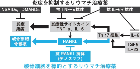 関節リウマチのメカニズムからみた骨免疫学 高柳広 2019年 記事一覧 医学界新聞 医学書院