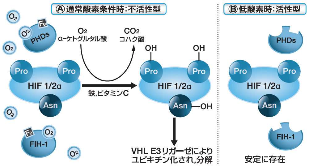 阻害 Hif 薬 ph