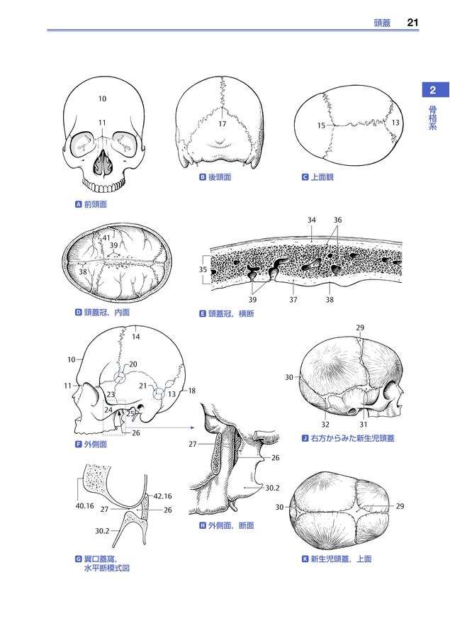図解 解剖学事典 第3版 / Feneis' Bild-Lexikon der 図解解剖学事典 / ハインツ・フェネイス/山田英智 - 紀伊國屋