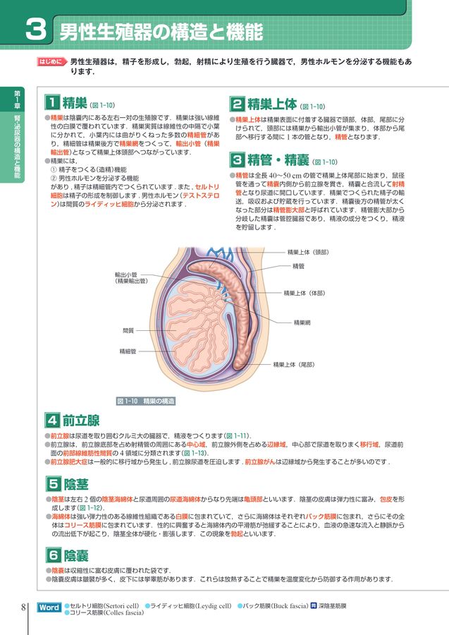 要点整理ビジュアルラーニング_成人看護学_腎・泌尿器_立読み