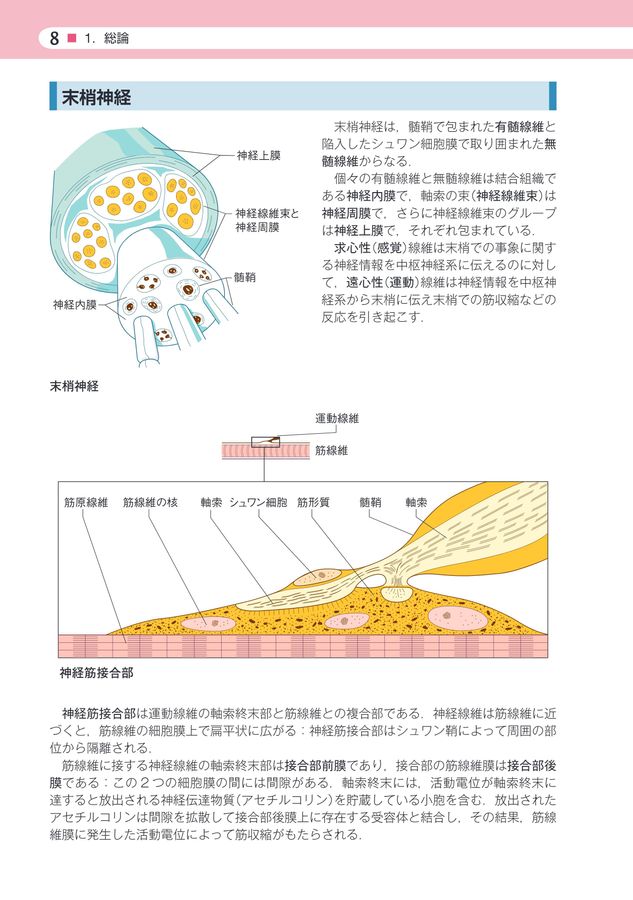 機能解剖ポケットブック_立読み