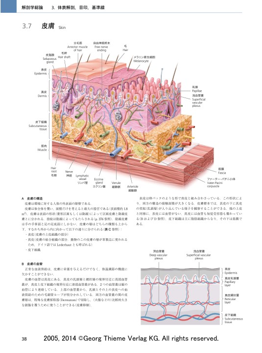 プロメテウス解剖学アトラス 解剖学総論／運動器系 3E』 立ち読み