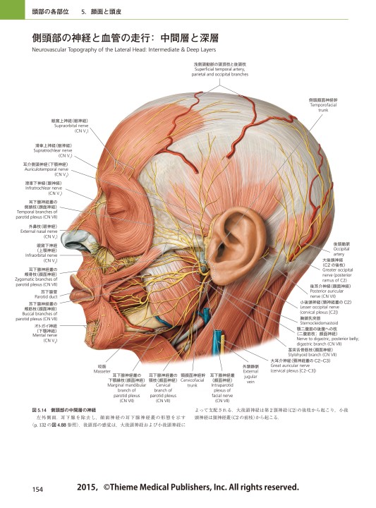 プロメテウス解剖学アトラス 口腔 頭頸部 第2版 立ち読み