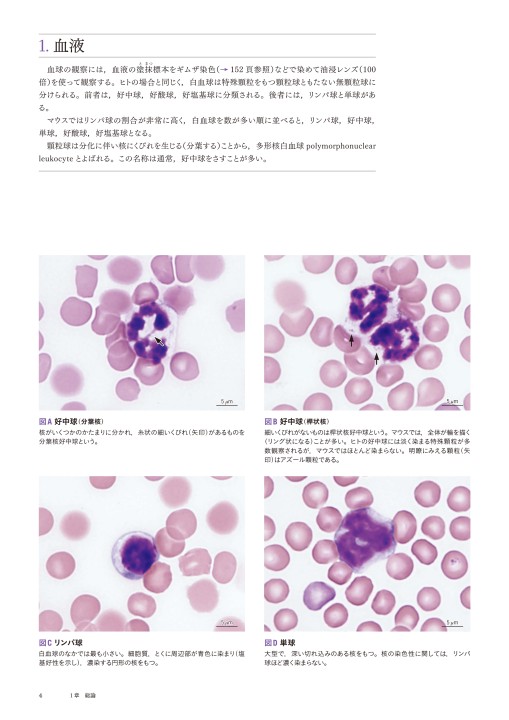 マウス組織アトラス 51JszP6TBXL.jpg_BO30,255,255,
