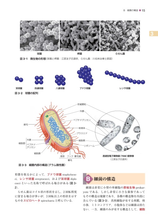 標準微生物学 第13版』 立ち読み