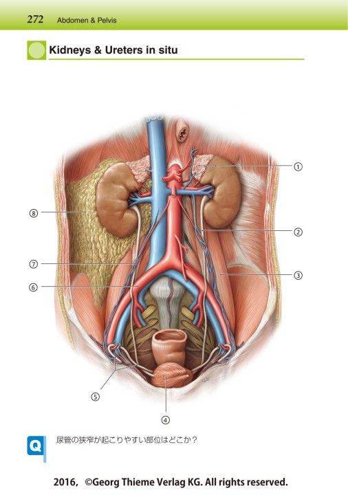 プロメテウス解剖学アトラス コンパクト版 第2版』立ち読み