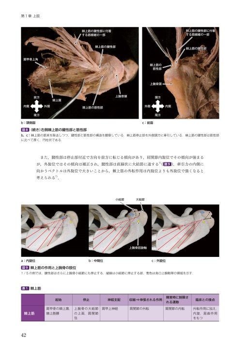 運動器の臨床解剖アトラス』 立ち読み