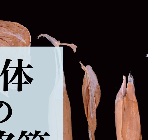 人体の骨格筋 上肢 伊豆の美術解剖学者 on X: 