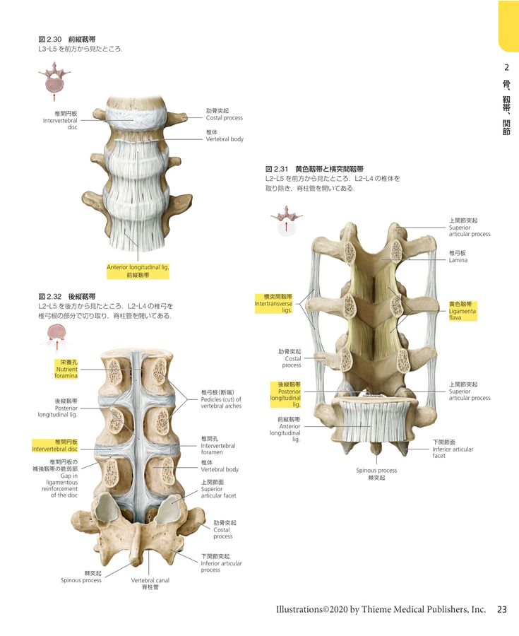 プロメテウスの解剖学 コアアトラス 第4版 プロメテウス解剖学 コア アトラス 第4版 | 書籍詳細 | 書籍