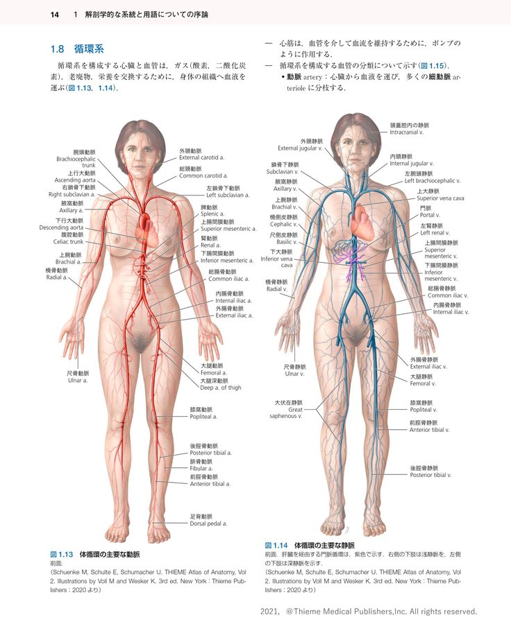 プロメテウス解剖学エッセンシャルテキスト_第2版_立読み