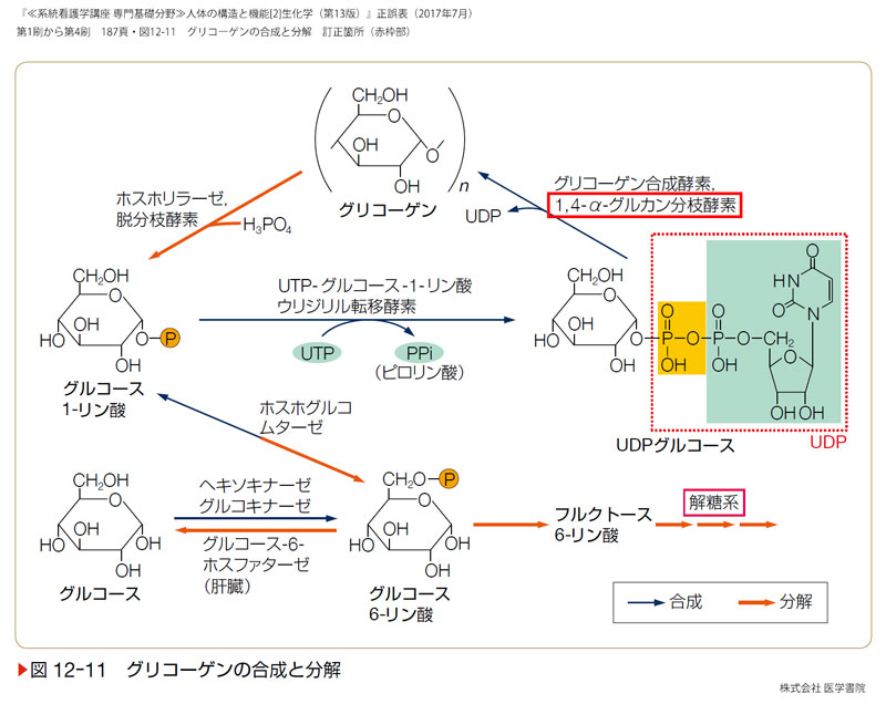 P187 図12-11 グリコーゲンの合成と分解