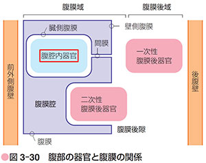 P132 図3-30 腹部の器官と腹膜の関係