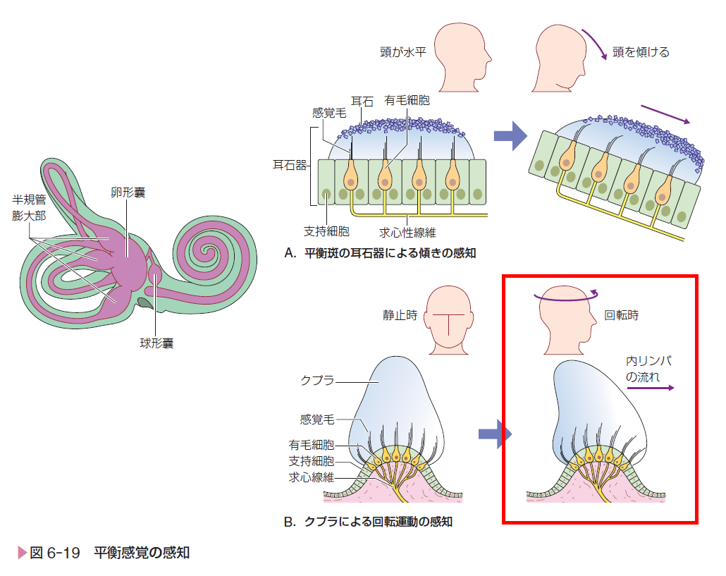 p.82 図6-19 平衡感覚の感知（誤）