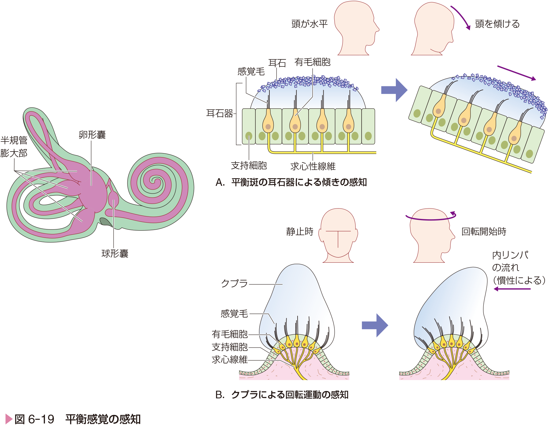 p.82 図6-19 平衡感覚の感知（正）