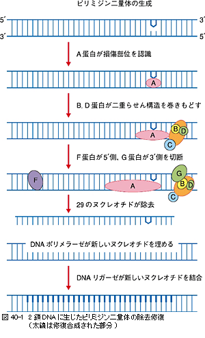 医学書院／正誤表・サポート情報／『標準皮膚科学 第7版』 追補