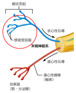 図（正）