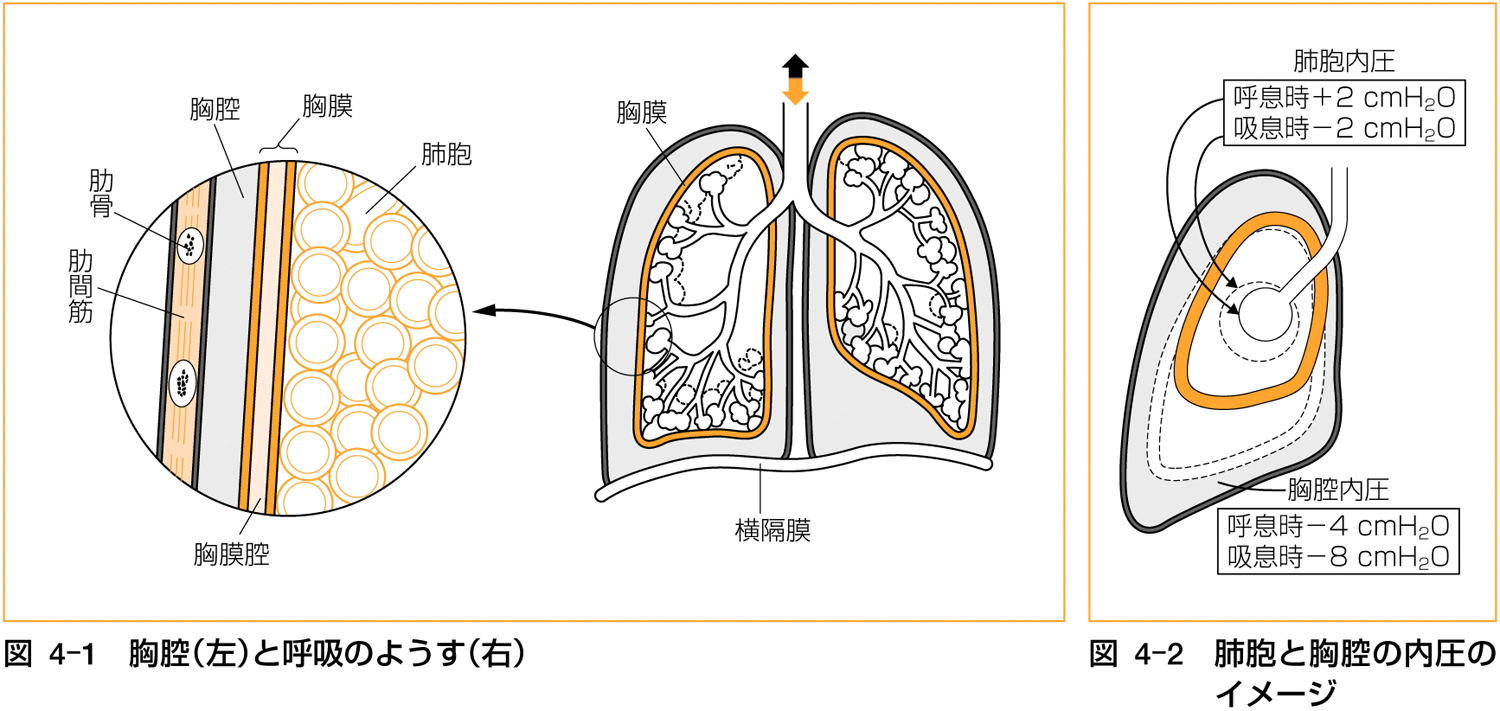 図（正）