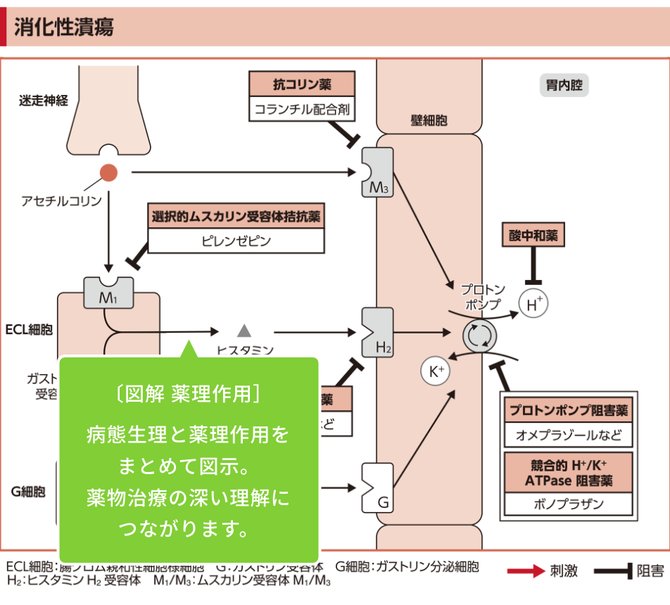 図解薬理作用